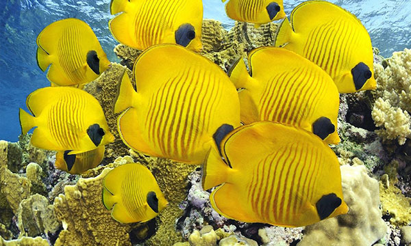 puzzle zwierzęta żółte rybki rafa koralowa