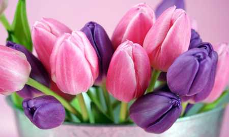 Różowe Fioletowe tulipany