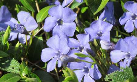 obrazki kwiatki flora niebieski Barwinek