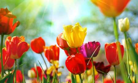 puzzle online piękne tulipany